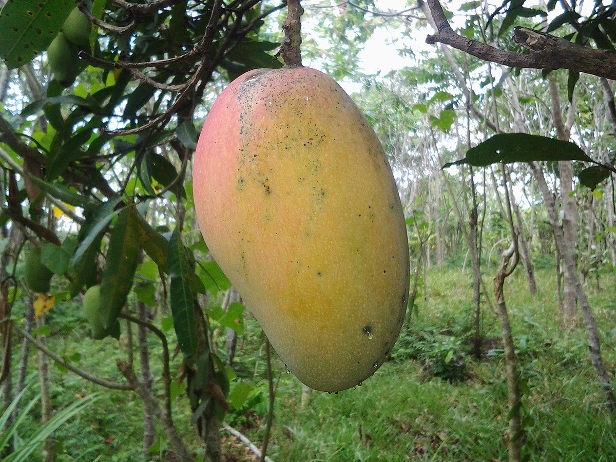 আম কেমিক্যালমুক্ত কি না, বুঝবেন যেভাবে