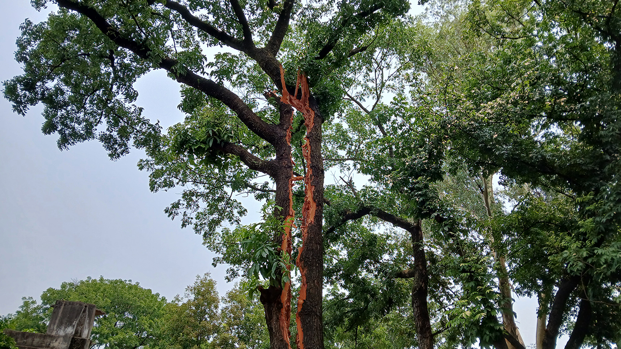 বজ্রপাতের আঘাতে দ্বিখণ্ডিত গাছ