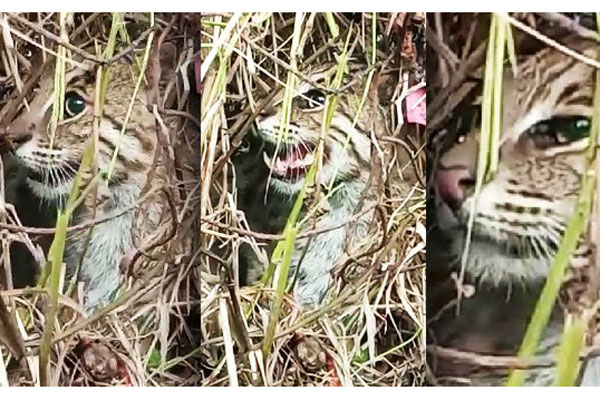 বাঘের মতো দেখতে অথচ বাঘ নয়, অদ্ভুত এই প্রাণীকে ঘিরে চাঞ্চল্য