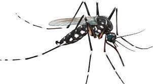 মশা দূর করার ঘরোয়া উপায়