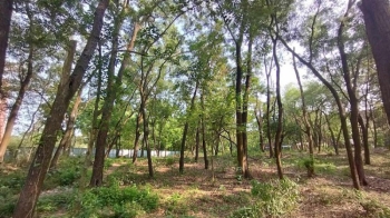 ৪০০ গাছ কেটে ভবন নির্মাণের পরিকল্পনা জাবি প্রশাসনের