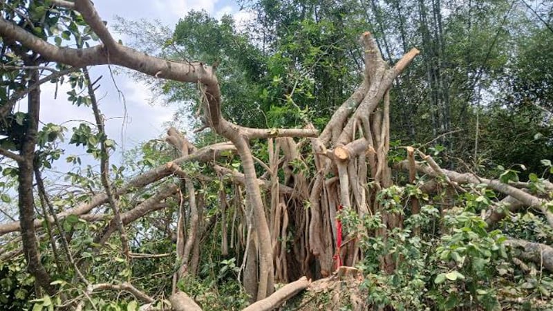 ‘শিরক’ আখ্যা দিয়ে কেটে ফেলা হলো শতবর্ষী বটগাছ