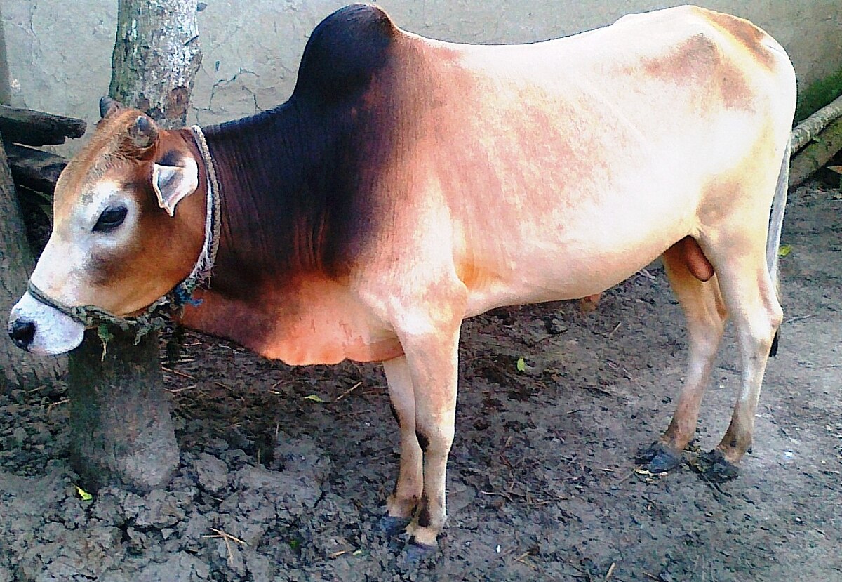 মেহেরপুরে কোরবানির ঈদের জন্য রেডি ১ লাখ ৭১ হাজার পশু