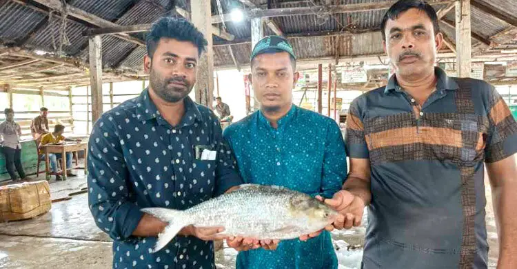বিষখালী নদীর এক ইলিশ ৯ হাজার টাকায় বিক্রি