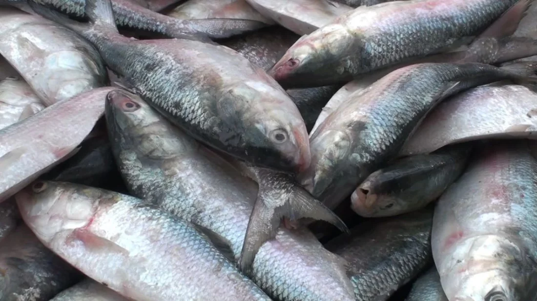 ইলিশ সংকটে বরিশাল, কেজি প্রতি দাম ছুঁয়েছে ৪ হাজার