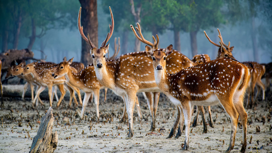 বিশ্ব প্রাণী দিবস আজ