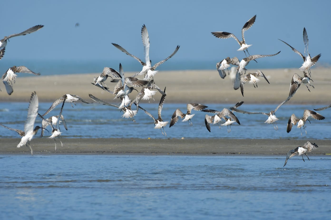 পাখিবান্ধব নগর ও সমাজ গড়ার আহ্বান
