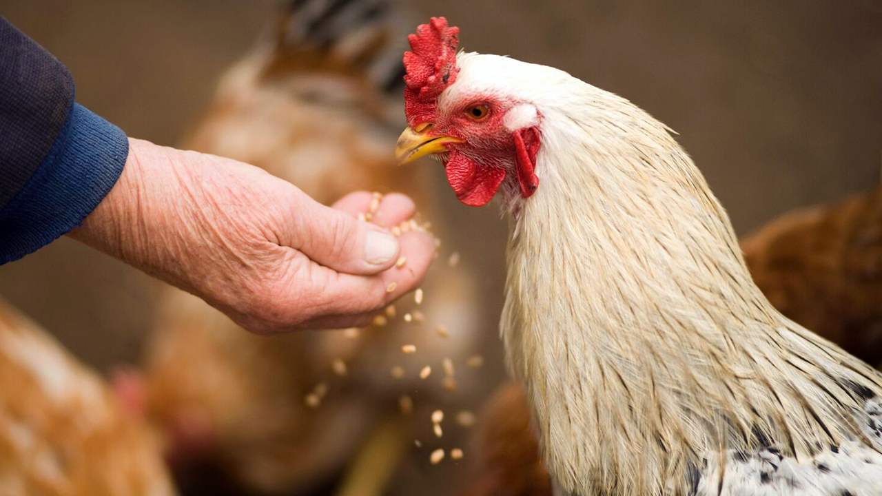 মানবদেহে বার্ড ফ্লু সন্দেহ, শনাক্তে যশোরে আইইডিসিআরের টিম