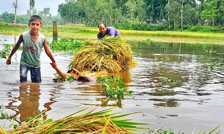 লালমনিরহাটে টানা বৃষ্টিতে ডুবে গেছে ফসলি জমি, দিশেহারা কৃষক