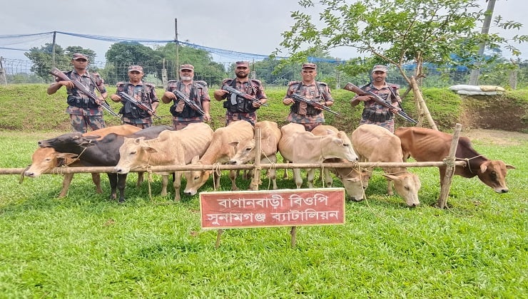 সুনামগঞ্জে ৯ ভারতীয় গরু জব্দ