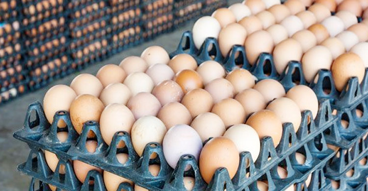 ডিম থেকে শুল্ক-কর প্রত্যাহারে আবারও সুপারিশ