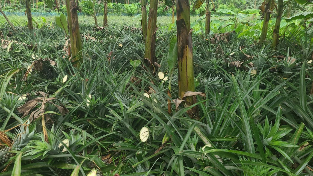 মধুপুরে ময়েজ উদ্দিনের ৫ হাজার আনারস কেটে ফেলল দুর্বৃত্তরা