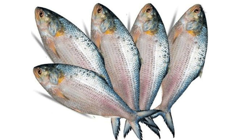 ঈদের আগে মেঘনায় ইলিশের দেখা নেই, হতাশ জেলেরা