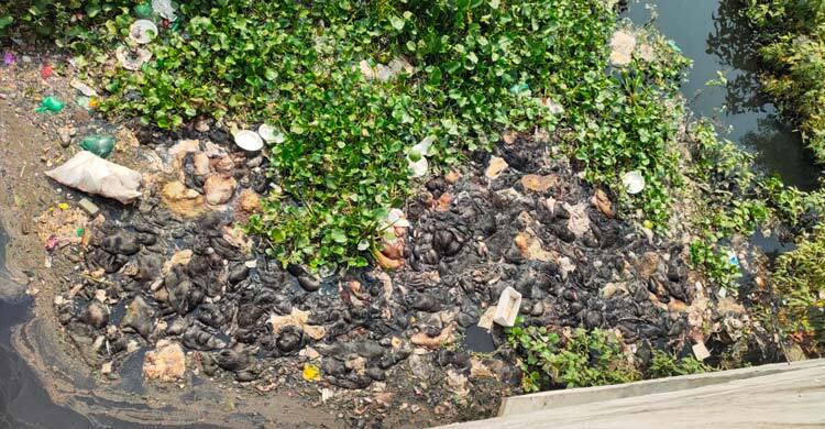 রাজশাহীতে কোরবানির পশুর চামড়া নদীতে