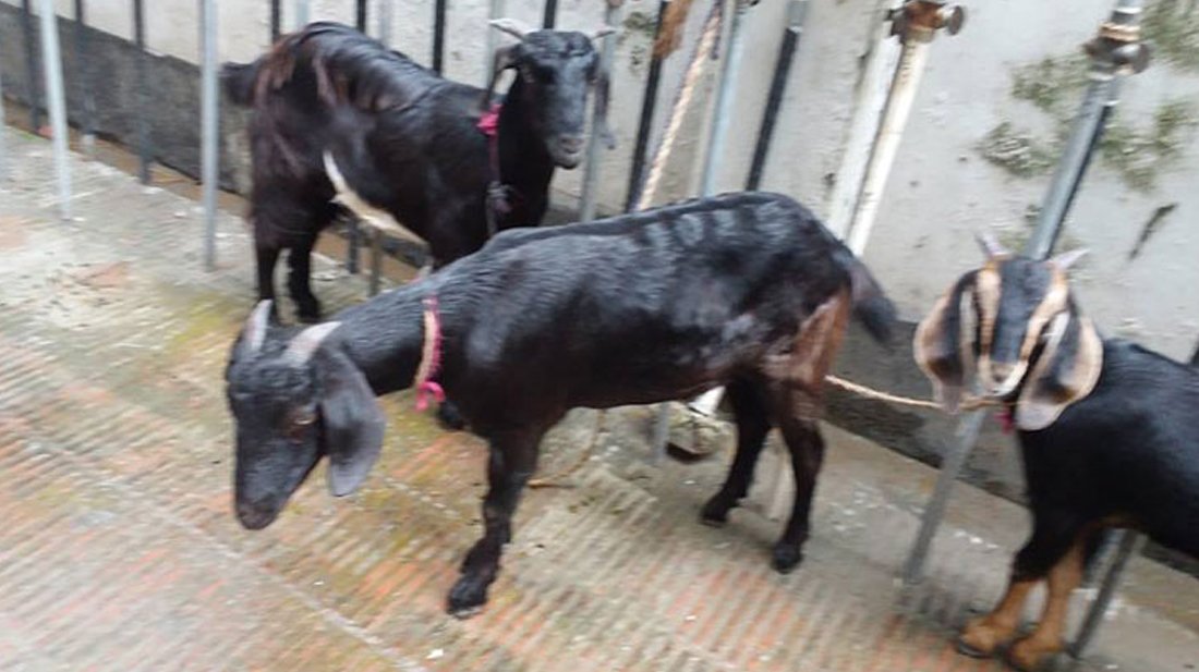 খাসি-ভেড়ার চামড়া প্রতি পিস ৫ টাকা