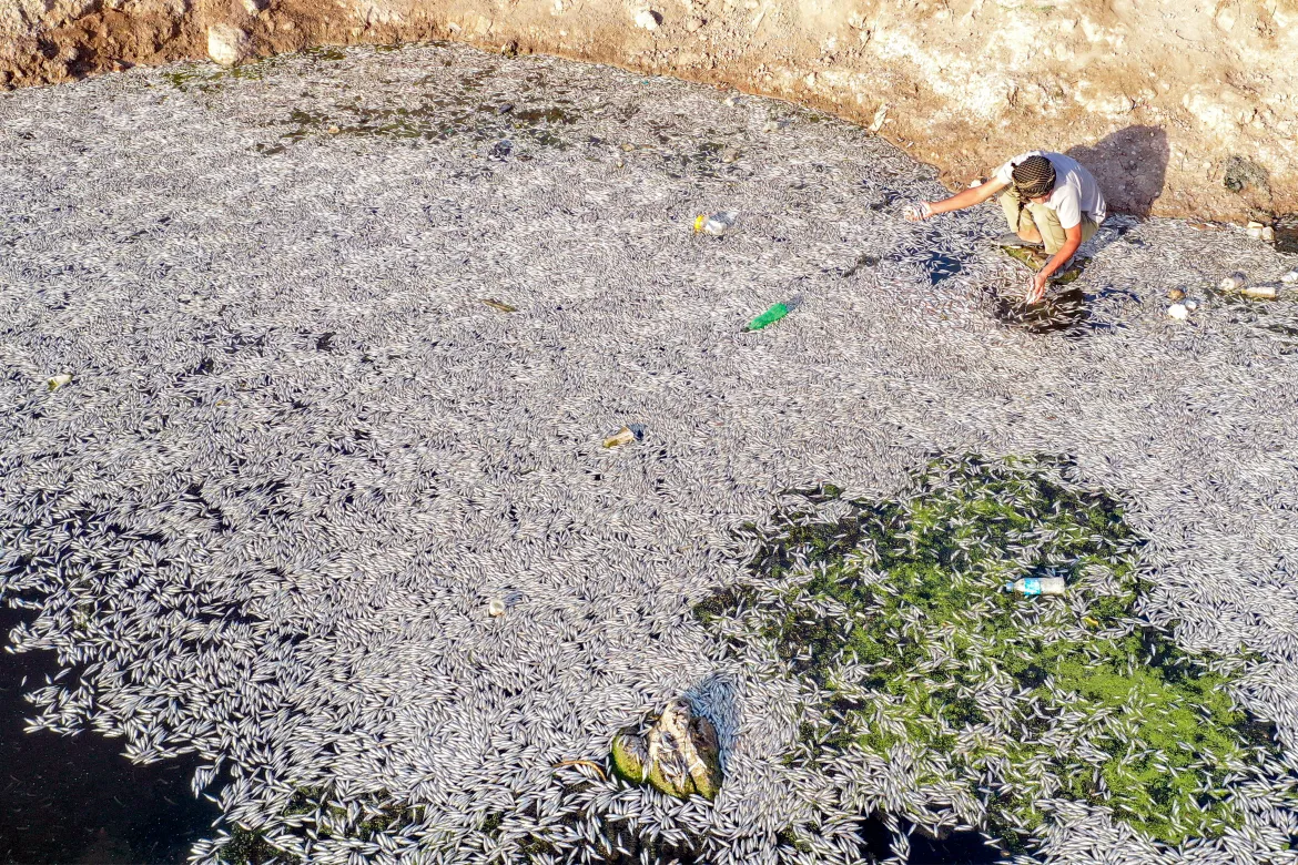 মৃত মাছে ছেয়ে গেছে নদী, কারণ খুঁজতে ব্যস্ত ইরাকের কর্তৃপক্ষ