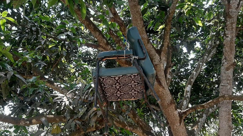 মারধর করে শিক্ষকের চেয়ার আম গাছে ঝুলিয়ে দিলো বিএনপির নেতাকর্মীরা