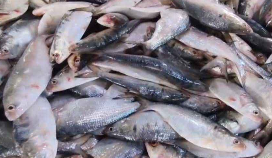এক টানে ৪৩ মণ ইলিশ, বিক্রি ২০ লাখ