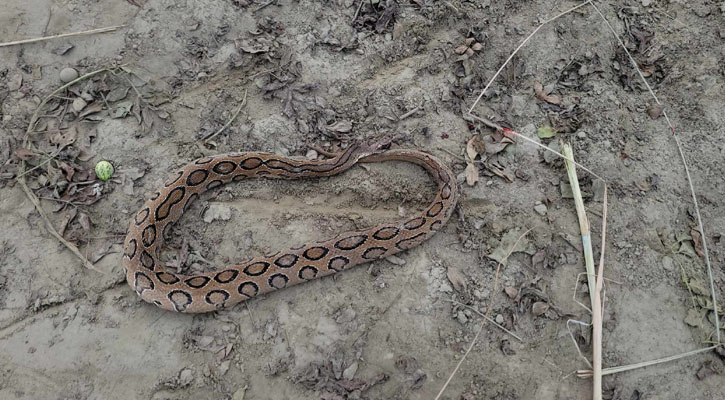 রাজবাড়ীতে ধানের খেতে দেখা মিলল রাসেলস ভাইপারের
