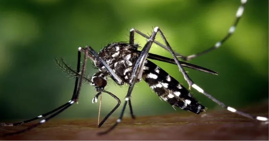 ডেঙ্গুতে একদিনে একজনের মৃত্যু, হাসপাতালে ১৬৯