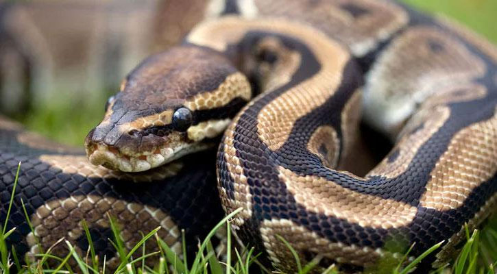 শেরপুরে অজগর উদ্ধার, পরে বনে অবমুক্ত