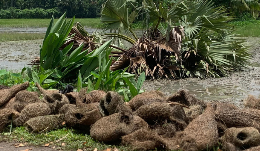 তালগাছ কেটে শতাধিক বাবুইছানা হত্যা: প্রধান আসামি মোবারেক গ্রেপ্তার