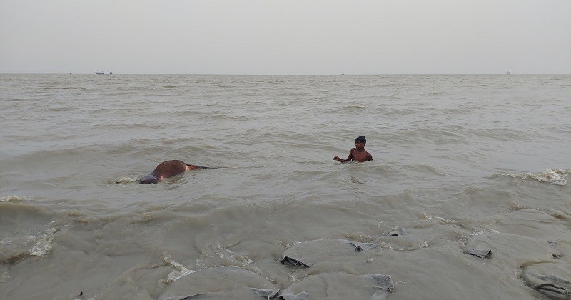 মেঘনায় ভাসছে গরু-মহিষের মৃতদেহ
