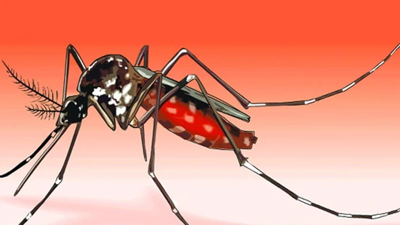 জুলাইয়ে ডেঙ্গুতে রেকর্ড ভর্তির সংখ্যা, এক মাসেই ১০ হাজার ছাড়াল