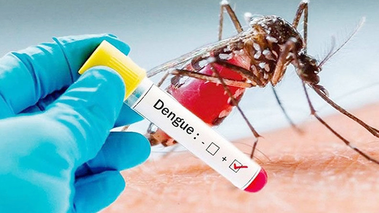 ডেঙ্গুতে একদিনে আক্রান্ত আরও ২০৪ জন, অর্ধেকই বরিশাল বিভাগের