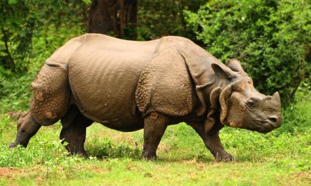 আজ বিশ্ব গন্ডার দিবস