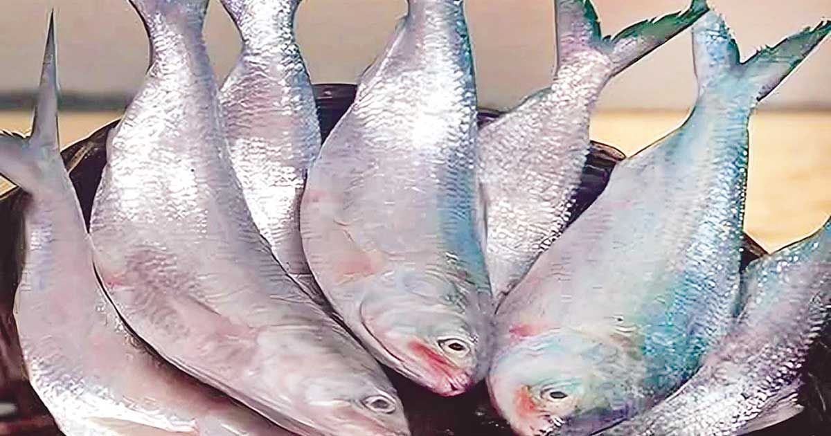 ভারতের অনুরোধ: দুর্গাপূজায় রপ্তানি ১২০০ টন ইলিশ