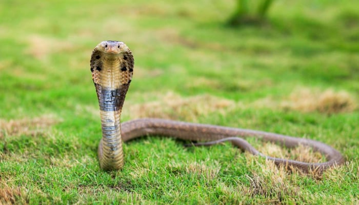 ঝিনাইদহে সাপের কামড়ে কিশোরীর মৃত্যু