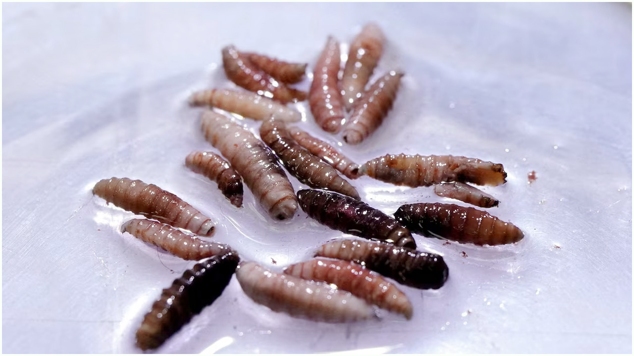 মেক্সিকোতে মাংসখেকো পরজীবীর ভয়াবহ বিস্তার, ৫০৮৬ সংক্রমণ শনাক্ত