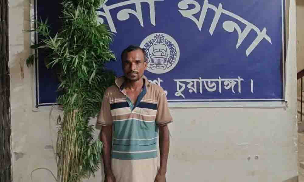 বাঁশবাগানে গাঁজার চাষ, গ্রেপ্তার ১