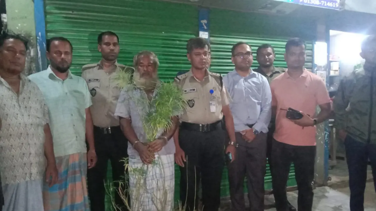 সবজিক্ষেতে গাঁজা চাষ, কুমিল্লায় কৃষক গ্রেপ্তার