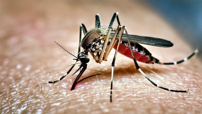 ২৪ ঘণ্টায় ডেঙ্গুতে দুইজনের মৃত্যু, হাসপাতালে ভর্তি ৭৬২