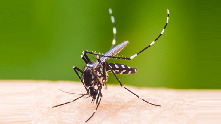 একদিনে ডেঙ্গু আক্রান্ত হয়ে হাসপাতালে ভর্তি ২৬৩