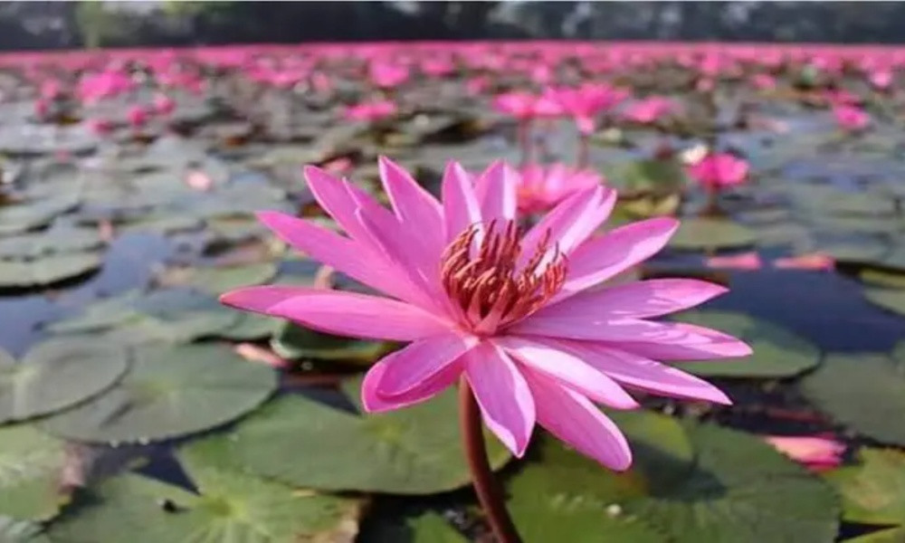 মেহেরপুরে শাপলা তুলতে গিয়ে চার স্কুলছাত্রীর মর্মান্তিক মৃত্যু