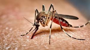 বরগুনায় একদিনে ডেঙ্গু আক্রান্ত ৯৩